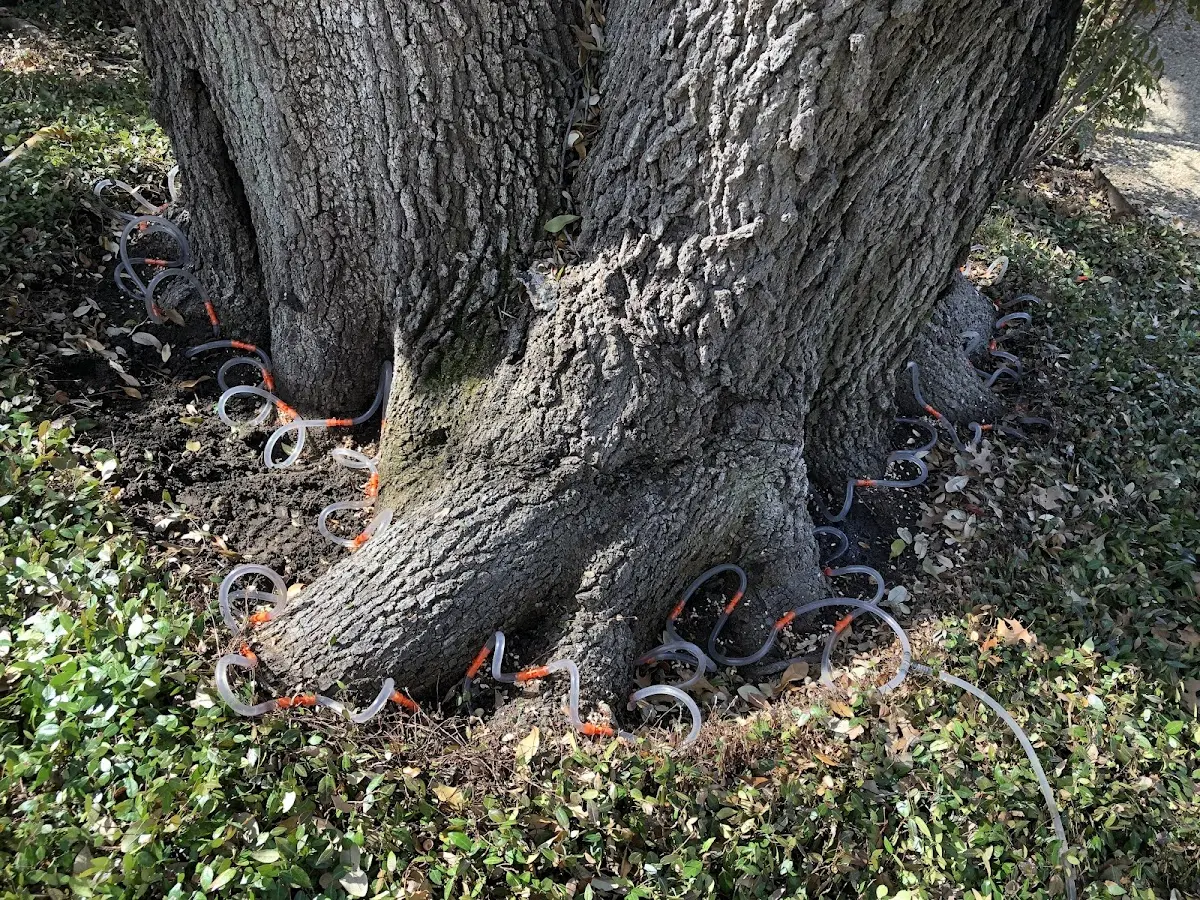 Detailed Tree Cabling and Bracing job site in Spartansburg