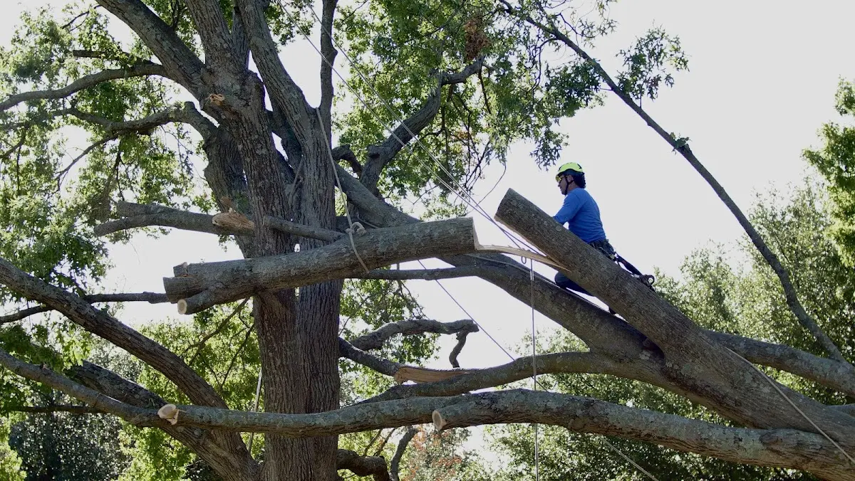 Professional Hazardous Tree Removal performed by certified arborists in Spartansburg