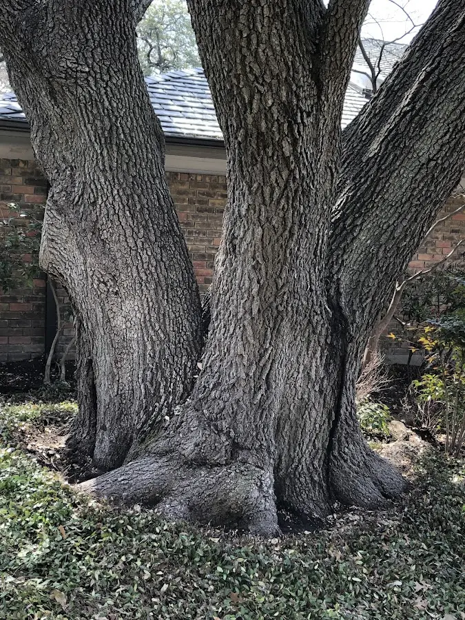 Mature heritage tree close to a Spartansburg property cared for by certified arborists